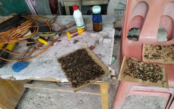 Warga Huruna Sesak Napas, Pemdes Tutup Mata: Ternak Ayam Petelur Diduga Jadi Sumber Bau Busuk dan Pencemaran 